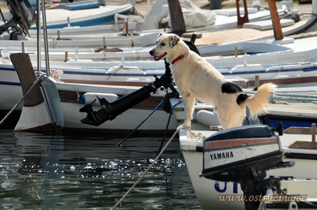 Igrane přístav se psem