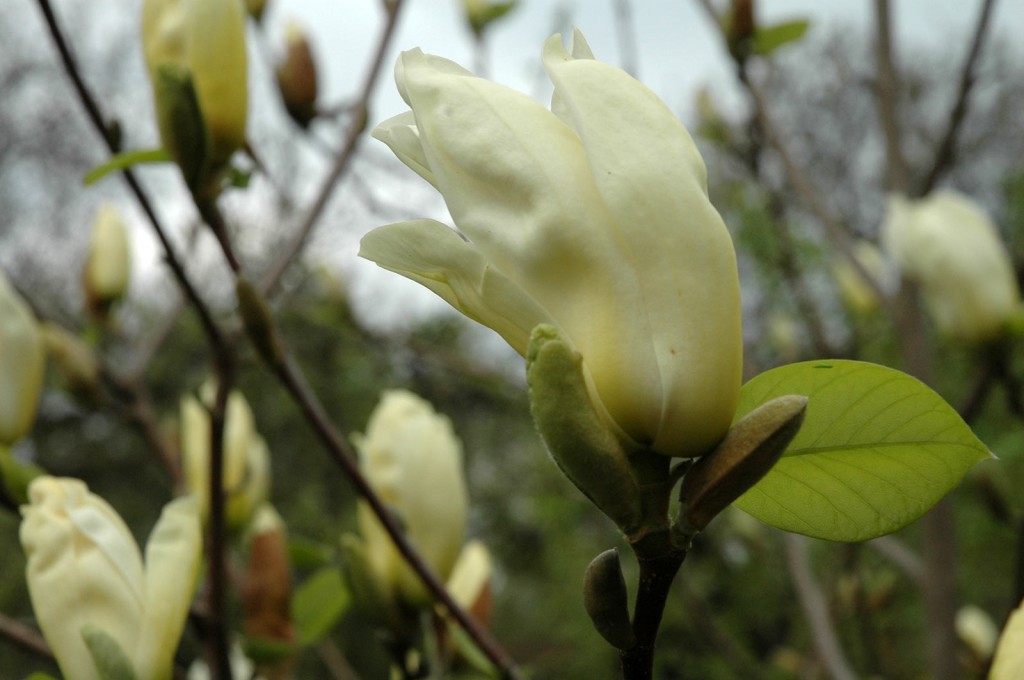 magnolie1