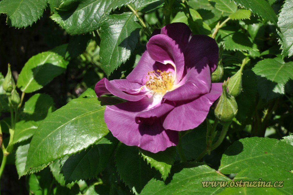 fialová růže