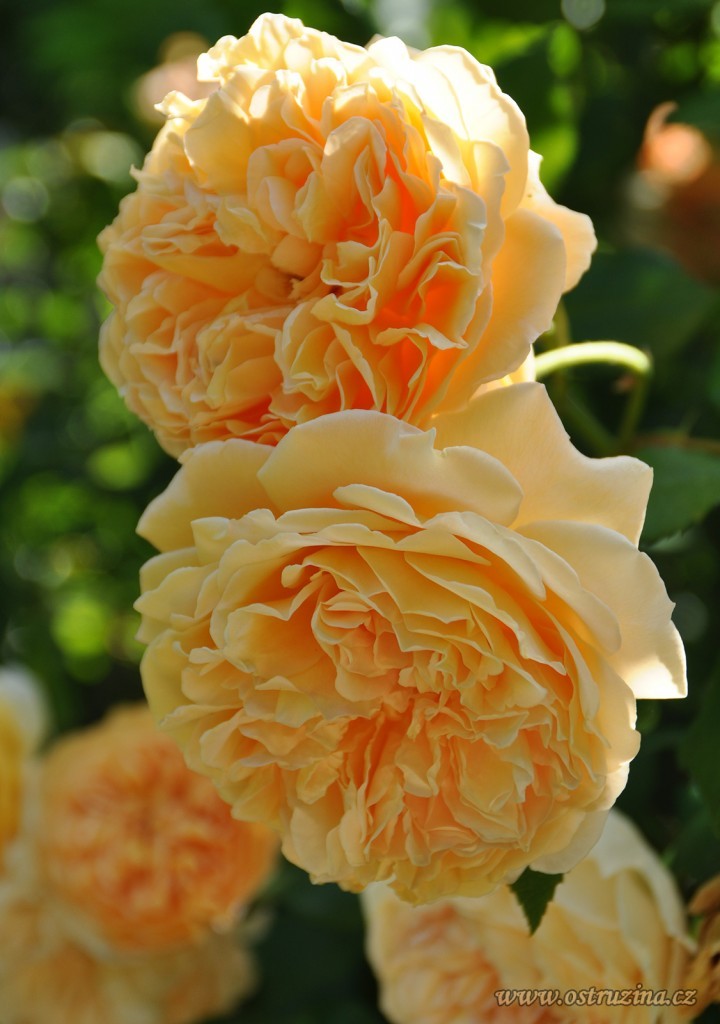 růže Princess Margareta